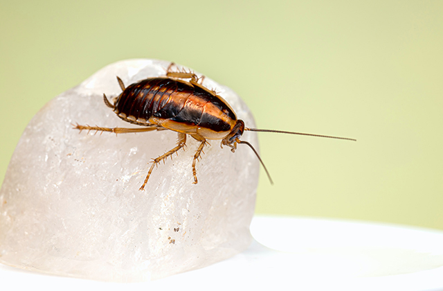 Tips For Preventing Cockroach Infestation In Your Home Lumber Mens Home 